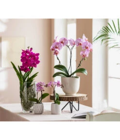 Orchidee - Vanda Cultivars 'Vanda', Im Glas 9 Orchidee - Vanda Cultivars 'Vanda', Im Glas -Dehner 8280505 WE MO 001 PhalaenopsisHeartT12Schmetterlingsorchidee GC01 2022