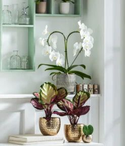 Dehner Beton-Übertopf Nola, Rund, Grau-kupfer -Dehner 8280505 WE MO 001 PhalaenopsisHerzT12