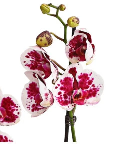 Schmetterlingsorchidee - Phalaenopsis Cultivars, Sonderfarben 36 Schmetterlingsorchidee - Phalaenopsis Cultivars, Sonderfarben -Dehner 8283269 WE DE 002 SchmetterlingsorchideePhalaenopsisSparklingMoments2TrieberT12DehnerExpressHerzig