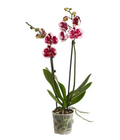 Schmetterlingsorchidee - Phalaenopsis Cultivars, Sonderfarben 23 Schmetterlingsorchidee - Phalaenopsis Cultivars, Sonderfarben -Dehner 8283269 WE FS 001 SchmetterlingsorchideePhalaenopsisSparklingMoments2TrieberT12DehnerExpressHerzig