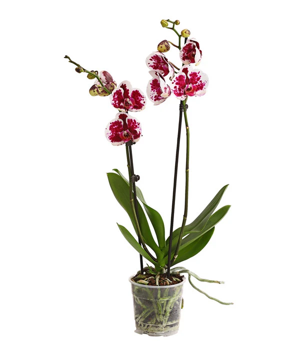 Schmetterlingsorchidee - Phalaenopsis Cultivars, Sonderfarben 4 Schmetterlingsorchidee - Phalaenopsis Cultivars, Sonderfarben – Bild 3