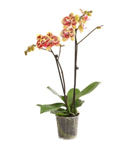 Schmetterlingsorchidee - Phalaenopsis Cultivars, Sonderfarben 29 Schmetterlingsorchidee - Phalaenopsis Cultivars, Sonderfarben -Dehner 8283392 WE FS 001 SchmetterlingsorchideePhalaenosisTotalCool2TrieberT12OWDehnerExpressHerzig