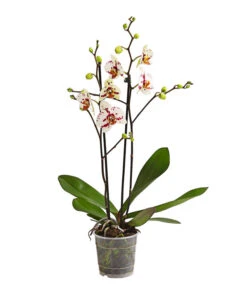 Schmetterlingsorchidee - Phalaenopsis Cultivars, Sonderfarben 31 Schmetterlingsorchidee - Phalaenopsis Cultivars, Sonderfarben -Dehner 8283400 WE FS 001 SchmetterlingsorchideePhalaenopsisGoodTimes2TrieberPremiumDehnerExpressHerzig