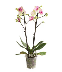Schmetterlingsorchidee - Phalaenopsis Cultivars, Sonderfarben 28 Schmetterlingsorchidee - Phalaenopsis Cultivars, Sonderfarben -Dehner 8283475 WE FS 001 SchmetterlingsorchideePhalaenopsisMarshmellow2TrT12DehnerExpressHerzig