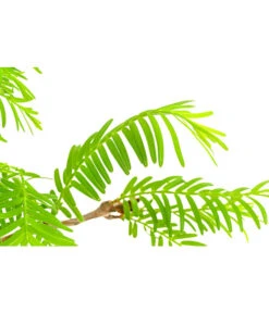 Outdoor-Bonsai Urweltmammutbaum - Metasequoia Glyptostroboides 5 Outdoor-Bonsai Urweltmammutbaum - Metasequoia Glyptostroboides -Dehner 8286205 PR DE 001 UrweltmammutbaumMetasequoiaT20DehnerExpressHerzig