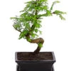 Outdoor-Bonsai Urweltmammutbaum - Metasequoia Glyptostroboides 2 Outdoor-Bonsai Urweltmammutbaum - Metasequoia Glyptostroboides -Dehner 8286205 PR FS 001 UrweltmammutbaumMetasequoiaT20DehnerExpressHerzig