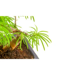 Outdoor-Bonsai Goldlärche - Pseudolarix Amabilis 5 Outdoor-Bonsai Goldlärche - Pseudolarix Amabilis -Dehner 8286221 PR DE 001 LaercheLarixSFormOhneSchaleT15DehnerExpressHerzig