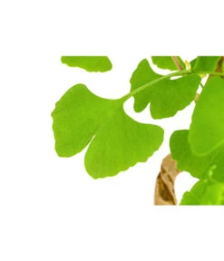 Outdoor-Bonsai Ginkgobaum - Ginkgo Biloba 5 Outdoor-Bonsai Ginkgobaum - Ginkgo Biloba -Dehner 8286254 PR DE 001 GinkoBilobaT20DehnerExpressHerzig