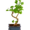 Outdoor-Bonsai Ginkgobaum - Ginkgo Biloba 1 Outdoor-Bonsai Ginkgobaum - Ginkgo Biloba -Dehner 8286254 PR FS 001 GinkoBilobaT20DehnerExpressHerzig