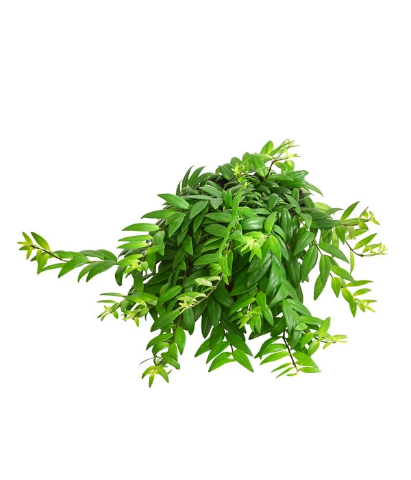 Schamblume - Aeschynanthus Japhrolepis 3 Schamblume - Aeschynanthus Japhrolepis