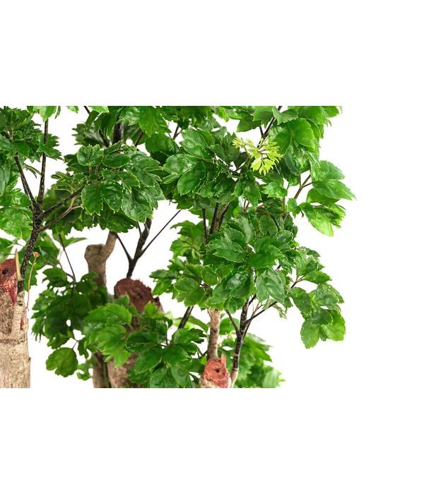 Fiederaralie - Polyscias Roble, Hydrokultur 4 Fiederaralie - Polyscias Roble, Hydrokultur – Bild 2