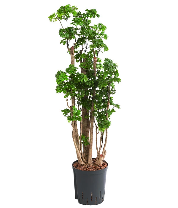 Fiederaralie - Polyscias Roble, Hydrokultur 3 Fiederaralie - Polyscias Roble, Hydrokultur