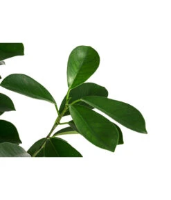 Lorbeer-Feige - Ficus Microcarpa 'Moclame', Hydrokultur 6 Lorbeer-Feige - Ficus Microcarpa 'Moclame', Hydrokultur -Dehner 8416927 WE DE 001 FicusMicrocarpaMoclameHydroT18 19BirkenfeigeDehnerExpressHerzig