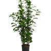 Lorbeer-Feige - Ficus Microcarpa 'Moclame', Hydrokultur -Dehner 8416927 WE FS 001 FicusMicrocarpaMoclameHydroT18 19BirkenfeigeDehnerExpressHerzig