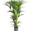 Kentia-Palme, Howea Forsteriana, Hydrokultur -Dehner 8462152 PR FS 001 HoweaForsterianaKentiapalmeHydroT18T19DehnerExpressHerzig