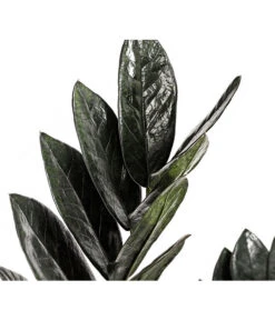Glücksfeder - Zamioculcas Zamiifolia 'Black' -Dehner 8462442 PR DE 001 ZamioculcasZamiifoliaBlackT17DehnerExpressHerzig
