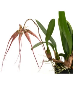 Orchidee - Bulbophyllum 'Elizabeth Ann' 5 Orchidee - Bulbophyllum 'Elizabeth Ann' -Dehner 8506230 WE DE 001 BulbophyllumT12
