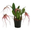 Orchidee - Bulbophyllum 'Elizabeth Ann' 2 Orchidee - Bulbophyllum 'Elizabeth Ann' -Dehner 8506230 WE FS 001 BulbophyllumT12