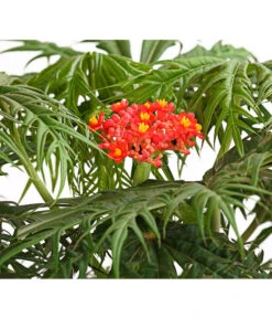 Korallenbaum - Jatropha Multifida 5 Korallenbaum - Jatropha Multifida -Dehner 8517443 WE DE 001 KorallenbaumPurgiernussJatrophaMultifidaT17DehnerExpressHerzig