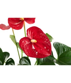 Flamingoblume - Anthurium Andreanum, Hydrokultur 6 Flamingoblume - Anthurium Andreanum, Hydrokultur -Dehner 8536237 WE DE 001 AnthuriumAndreanumRotAnthurieHydroT15