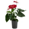 Flamingoblume - Anthurium Andreanum, Hydrokultur -Dehner 8536237 WE FS 001 AnthuriumAndreanumRotAnthurieHydroT15
