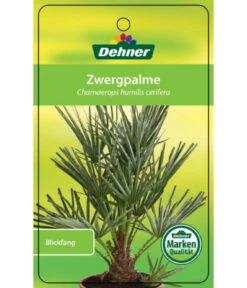 Blaue Zwergpalme 8 Blaue Zwergpalme -Dehner 8584401 Chamaeropshumiliscerifera 15112016 1