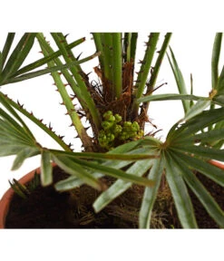 Neue Produkte -Dehner 8584401 WE DE 01 ChamaeropsHumillisCeriferaT18DehnerExpressHerzig