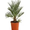 Blaue Zwergpalme -Dehner 8584401 WE FS 001 ChamaeropsHumillisOWCeriferaT18DehnerExpressHerzig