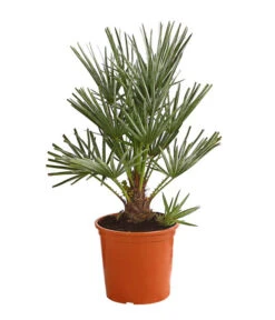 Neue Produkte 12 Blaue Zwergpalme