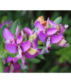 Kreuzblume, Stämmchen 13 Kreuzblume, Stämmchen -Dehner 8590994 PR DE 001 PolygalaMyrtifoliaKreuzblumePixabay