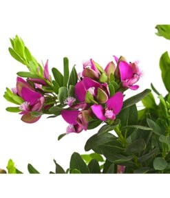 Kreuzblume, Stämmchen 12 Kreuzblume, Stämmchen -Dehner 8590994 WE DE 001 KreuzbluemchenPolygalaStammLilaT17DehnerExpressHerzig