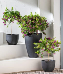 Kreuzblume, Stämmchen 11 Kreuzblume, Stämmchen -Dehner 8590994 WE MO 001 KreuzblumePolygalsStamm