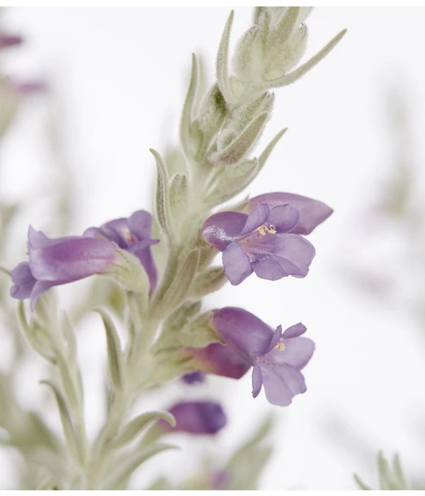 Emustrauch 4 Emustrauch – Bild 2