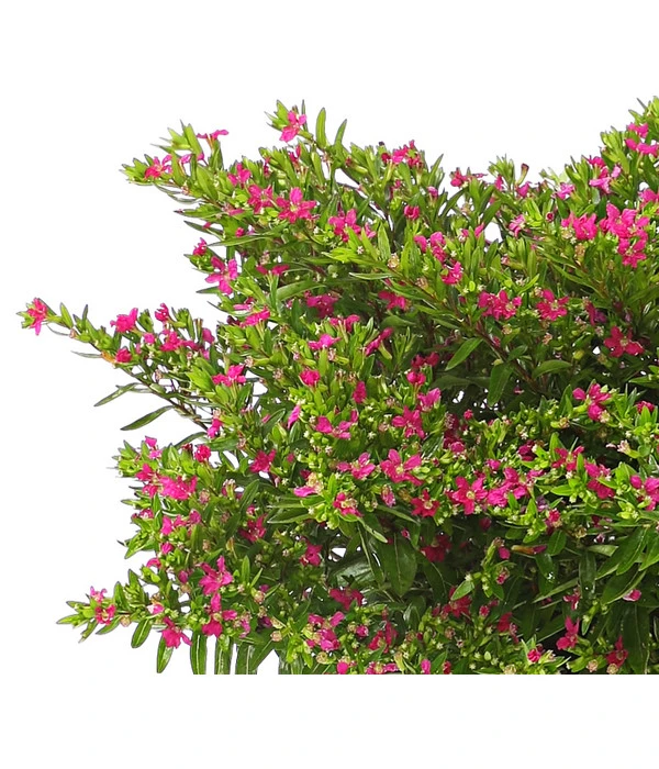 Köcherblümchen, Busch, Verschiedene Farben 8 Köcherblümchen, Busch, Verschiedene Farben – Bild 6