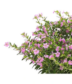 Köcherblümchen, Busch, Verschiedene Farben 12 Köcherblümchen, Busch, Verschiedene Farben -Dehner 8594673 WE DE 002 CupheaT17DehnerExpressHerzig