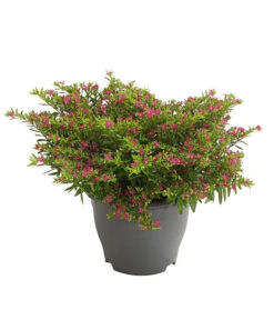 Köcherblümchen, Busch, Verschiedene Farben