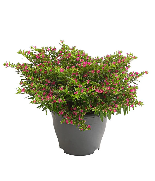 Köcherblümchen, Busch, Verschiedene Farben 3 Köcherblümchen, Busch, Verschiedene Farben