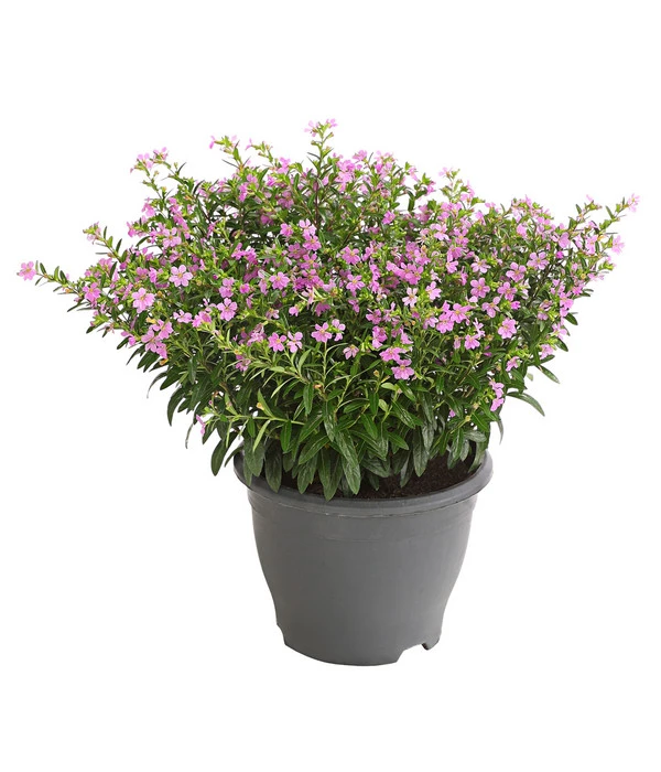 Köcherblümchen, Busch, Verschiedene Farben 4 Köcherblümchen, Busch, Verschiedene Farben – Bild 2