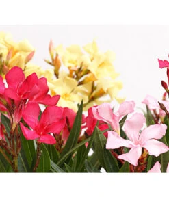 Oleander-Trio 10 Oleander-Trio -Dehner 8596843 PR DE 001 OleanderBuschTricolorT19DehnerExpressHerzig