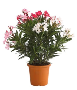 Oleander-Trio 9 Oleander-Trio -Dehner 8596843 PR FS 002 OleanderBuschTricolorT19DehnerExpressHerzig