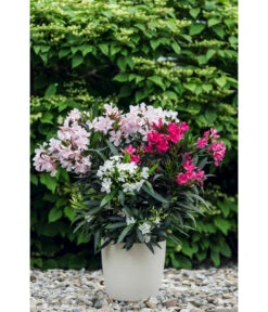 Oleander-Trio 12 Oleander-Trio -Dehner 8596843 PR MO 001 OleanderTricolorLucknerMai2015