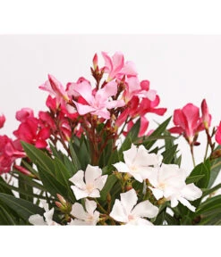 Oleander-Trio 11 Oleander-Trio -Dehner 8596843 WE DE 002 OleanderBuschTricolorT19DehnerExpressHerzig