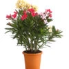 Oleander-Trio 1 Oleander-Trio -Dehner 8596843 WE FS 001 OleanderBuschTricolorT19DehnerExpressHerzig