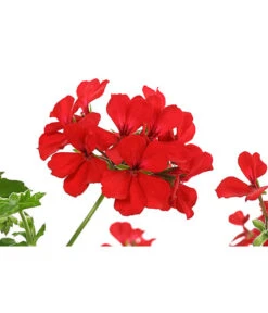 Geranie 'Caliente', Ampel 7 Geranie 'Caliente', Ampel -Dehner 8604316 PR DE 001 GeranieCalienteAmpelDehnerExpressHerzig