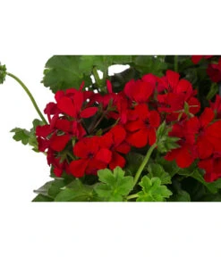 Geranie 'Caliente', Ampel 6 Geranie 'Caliente', Ampel -Dehner 8604316 WE DE 001 GeranieCalienteAmpelT25