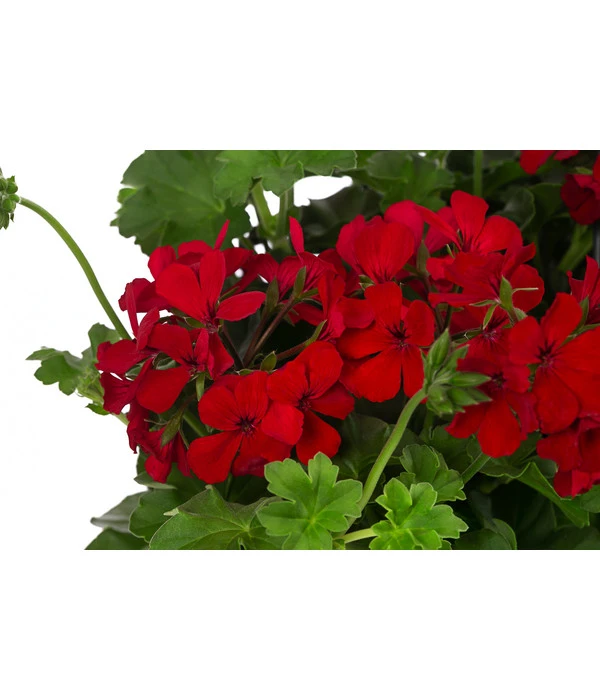 Geranie 'Caliente', Ampel 4 Geranie 'Caliente', Ampel – Bild 2
