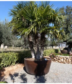 Dehner -Dehner 8609059 WE MO 002 TrachycarpusValenciaPlants