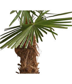 XXL Hanfpalme, Ca. 180-210 Cm 9 XXL Hanfpalme, Ca. 180-210 Cm -Dehner 8609158 WE DE 001 ChinesischeHanfpalmeTrachycarpusFortuneiT50DehnerExpressHerzig