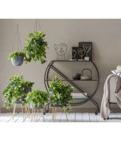 Schamblume - Aeschynanthus Japhrolepis 7 Schamblume - Aeschynanthus Japhrolepis -Dehner 8635377 WE MO 001 AeschynanthusAmpel2021GC15