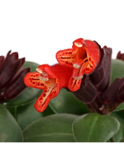 Schamblume - Aeschynanthus Radicans 'Mona Lisa' 5 Schamblume - Aeschynanthus Radicans 'Mona Lisa' -Dehner 8650210 PR DE 001 SchamblumeAeschynanthusRadicansMonaLisaT11DehnerExpressHerzig